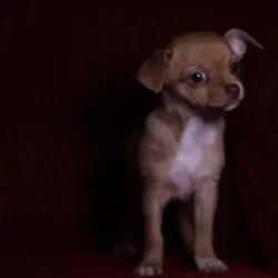 Chihuahua puppy