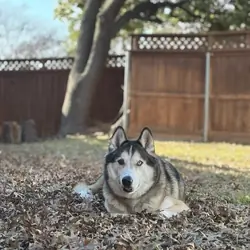 Cuddly Husky Needs Active Home