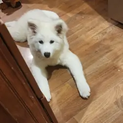 Samoyed