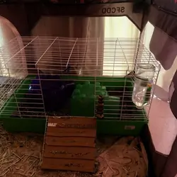Guinea Pigs