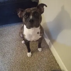 Female puppy