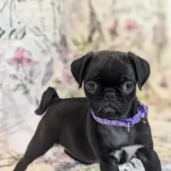 Pugs