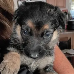 German Shepherd Puppy