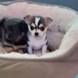 Chihuahua puppies Available