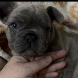AKC FRENCHIES