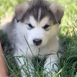 Malamute Husky Puppies