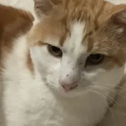 Male Cat