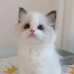 TICA Seal Bi-color Ragdoll kitten