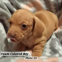 Dachshund Puppies