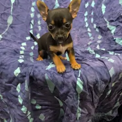 Toy pompoos and Chihuahua puppies