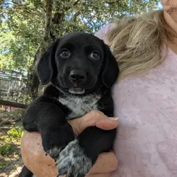 Miniature Dachshund puppy