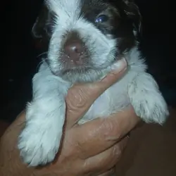 Shorkie