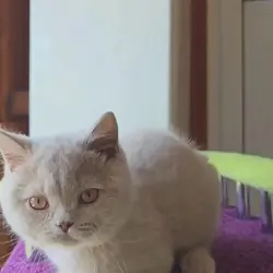 British Shorthair boy