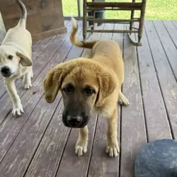 Two Male Puppies