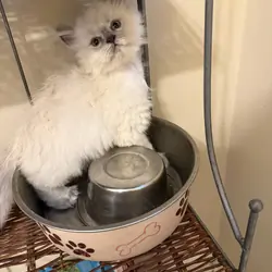 CFA Persian Kittens