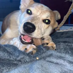 Red Heeler Puppy
