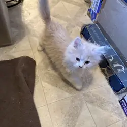 CFA Registered Persian kittens