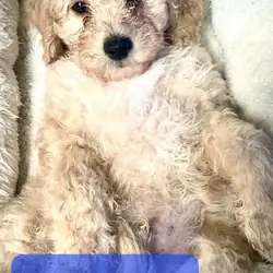 10-week Golden Cavapoo (Male)