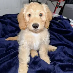 10 Week old Golden Cavapoo male