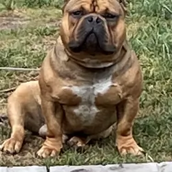 American bully