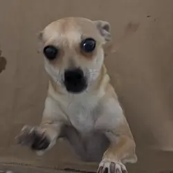 Chihuahua adults