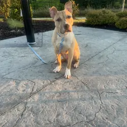 Male pitbull mix