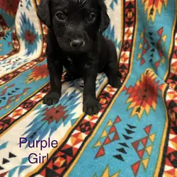 Chesapeake Bay Retriever Black Lab mix