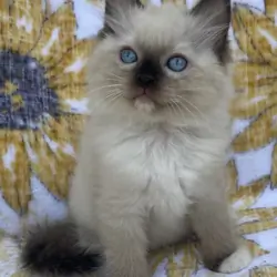 Seal Ragdoll Kittens