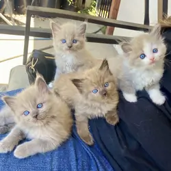 Mink Ragdoll Kittens