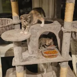 3 gray tabby kittens, all girls