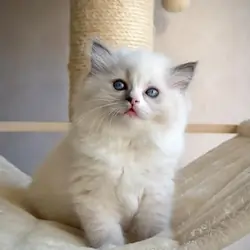 Cute Ragdoll kittens looking for loving home