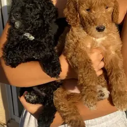 Golden doodles