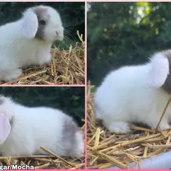 Holland lop