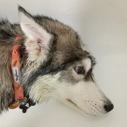 Husky
