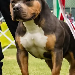 C-Smoke American Standard Bully
