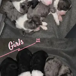 Minature SheepaDoodle