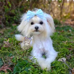 Korean Maltipoo Taiyang