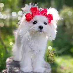 Korean Maltese Snowball