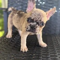 Frenchie puppies