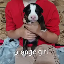 Bernese mountain dog puppy