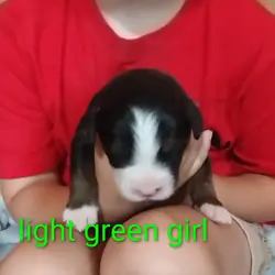 Puppy