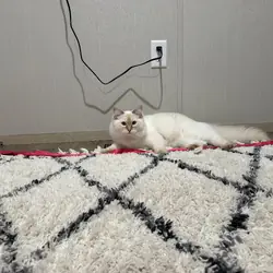 Ragdoll Cat