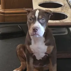XL American Bullies
