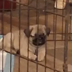PUG PUPPIES