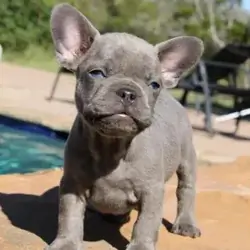 French Bulldog Puppies Available