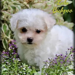Lulu Female Bichpoo