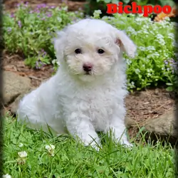 Loki Male Bichpoo
