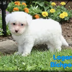 Logan Male Bichpoo