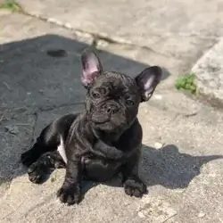 Healthy Male and Female French Bulldog Pups Ready