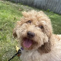 Rehoming Havanese/Poodle to a good home